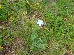 Linum alpinum