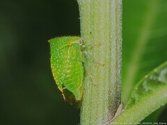 Hadrophallus bubalus