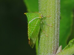 Hadrophallus bubalus