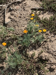 Eschscholzia californica