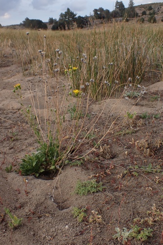 Image of Grindelia hallii by (c) Madeleine Claire, some rights reserved (CC BY)