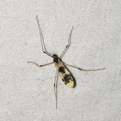 Erioptera venusta