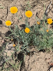 Eschscholzia californica