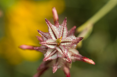 Dyerophytum africanum
