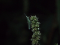 Atractomorpha sinensis