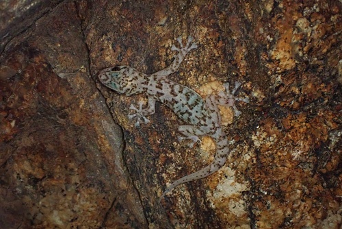 Peninsula Leaf-toed Gecko, Phyllodactylus nocticolus