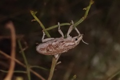 Apleurus albovestitus