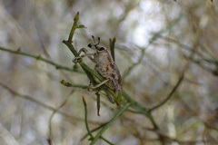 Apleurus albovestitus