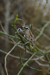 Apleurus albovestitus