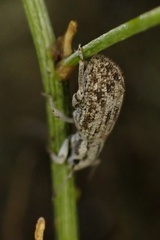 Eucyllus vagans