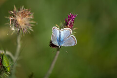 Polyommatus eros