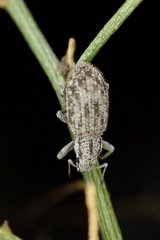 Eucyllus vagans