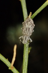 Eucyllus vagans