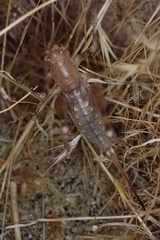 Petropedes santarosae