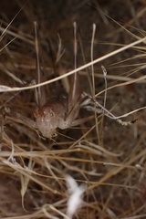 Petropedes santarosae