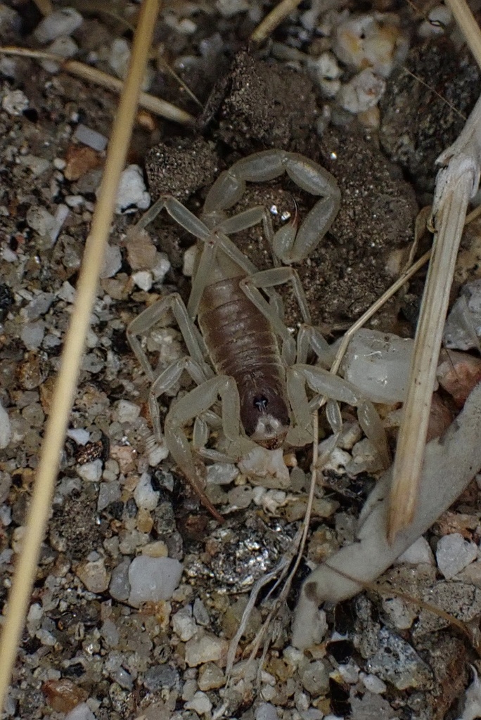 Anza-Borrego Hairy Scorpion