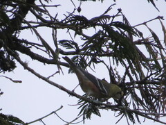 Setophaga castanea