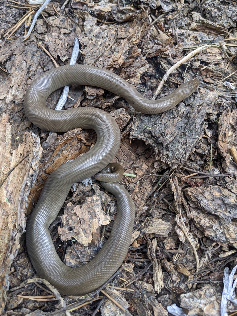 Northern Rubber Boa from South Lake Tahoe, CA 96150, USA on July 30