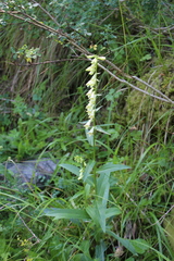 Digitalis lutea lutea