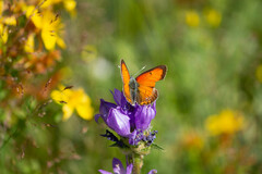 Lycaena candens