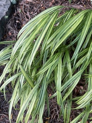 Hakonechloa macra