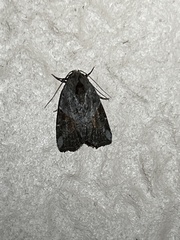 Gonodes liquida