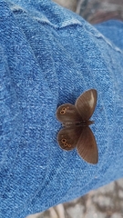 Idioneurula erebioides