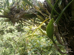 Epidendrum ciliare