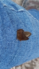 Idioneurula erebioides