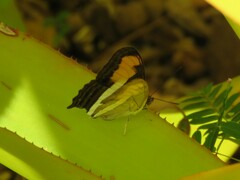 Adelpha plesaure