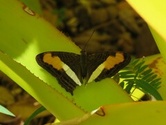 Adelpha plesaure