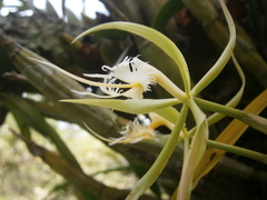 Epidendrum ciliare