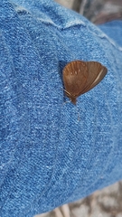 Idioneurula erebioides