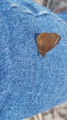 Idioneurula erebioides