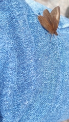 Idioneurula erebioides