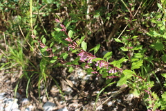Teucrium lucidum