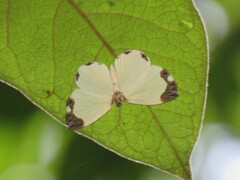 Nymphidium leucosia