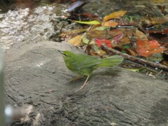 Myiothlypis flaveola