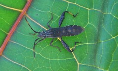 Apidaurus conspersus