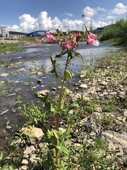 Impatiens glandulifera