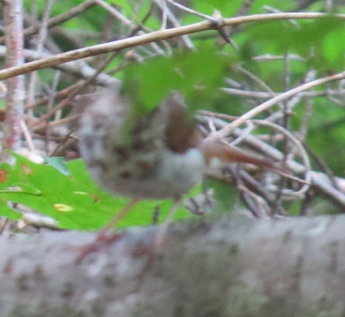 Catharus guttatus image