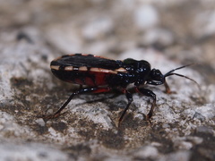 Ectrychotes andreae