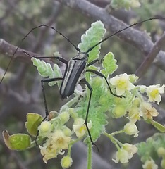 Triacetelus sericatus