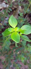 Clinopodium carolinianum