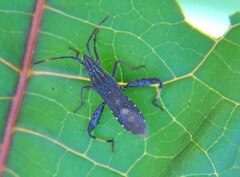 Apidaurus conspersus