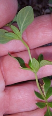 Clinopodium carolinianum