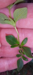 Clinopodium carolinianum
