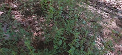 Clinopodium carolinianum