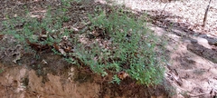 Clinopodium carolinianum