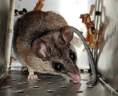 Osgoodomys banderanus